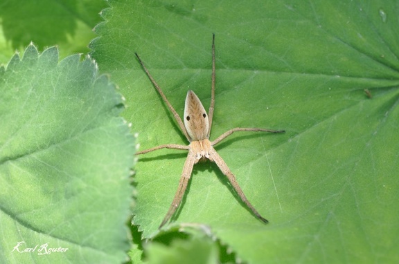 Laufspinne (Tibellus oblongus)